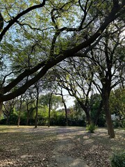 trees in the park