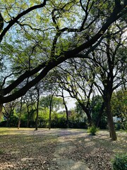 path in the park
