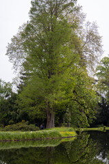 Obraz premium lake in the forest