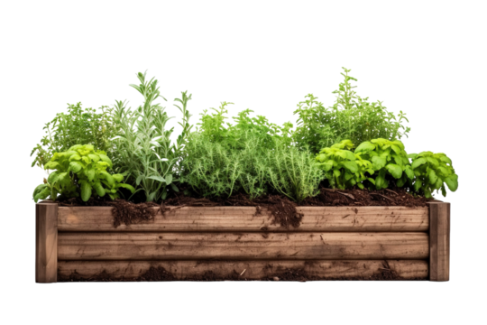 A Vibrant Garden of Herbs Flourishing in a Wooden Planter Box on a Clear PNG or White Background.