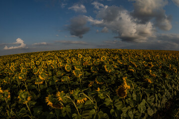 a huge sunflower field