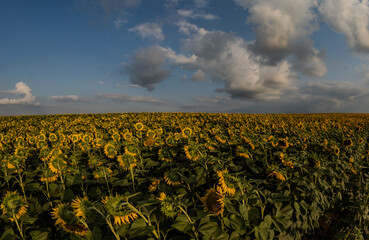 a huge sunflower field
