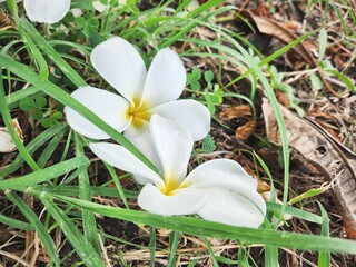 Beautiful of white frangipani tropical flowers and green leaves