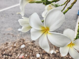 Beautiful of white frangipani tropical flowers and green leaves