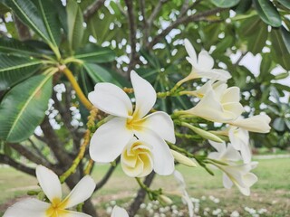 Obraz premium Beautiful of white frangipani tropical flowers and green leaves