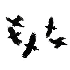 Obraz premium bird silhouette illustration