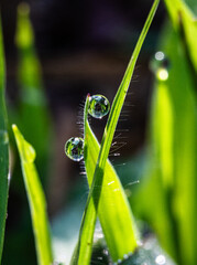 Morning dew on the mouth of a weedy patch of grass