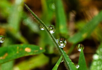 Morning dew on the mouth of a weedy patch of grass
