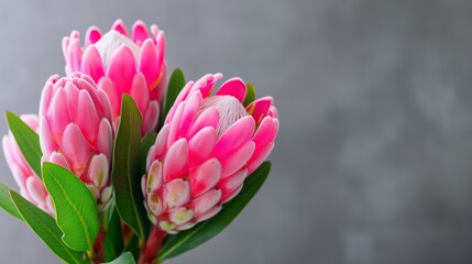 Fototapeta premium Three pink flowers with green leaves are arranged in a vase. The flowers are in full bloom and are the perfect addition to any room