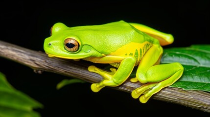 Obraz premium A green frog is sitting on a leafy branch. The frog is small and has a yellow stripe on its back