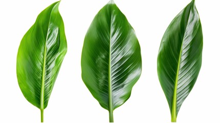 Obraz premium Three green leaves are shown in a row, with the middle one being the largest. The leaves are all the same size and shape, and they are all green