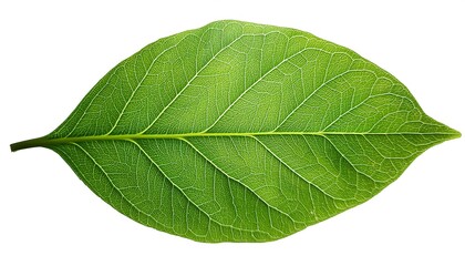 A close-up of a single, green leaf isolated on a white background shows its veins and fresh, natural texture