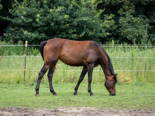 Fototapeta premium Pferd