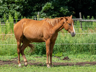 Fototapeta premium Pferd