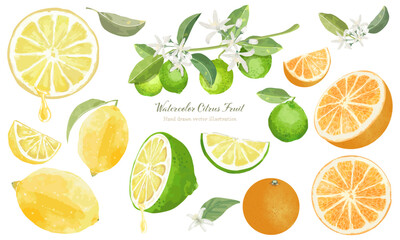 水彩で描いた柑橘系フルーツのイラスト素材セット