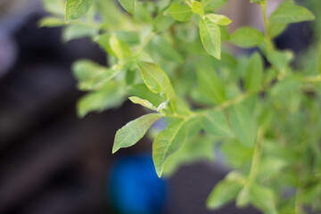Detailed view of a plant featuring numerous lush green leaves