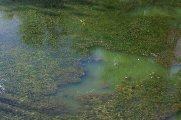green water plants polluted pond natural top point view concept picture