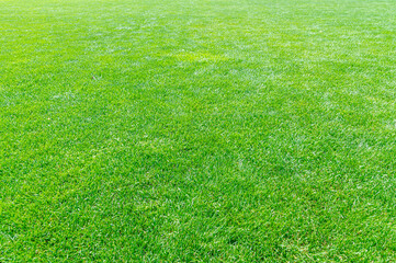 green grass background