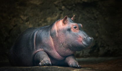 Small baby Hippo sitting outside the water with mouth open Kruger Park South Africa