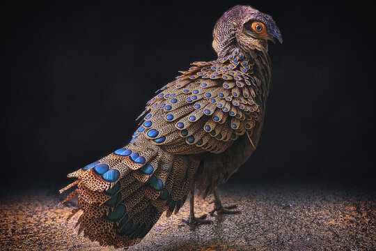 The Malayan peacock-pheasant (Polyplectron malacense) is a medium-sized pheasant of the galliform family Phasianidae. Their plumage is generally pale brown with small black spots and bands all over