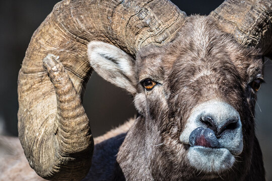 Ovis ammon. Ram with big horns. Argali