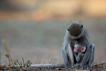 Mother monkey with its baby