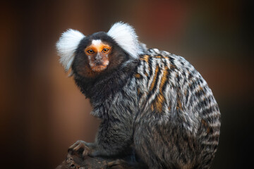 A closeup shot of a marmoset with a blurred background