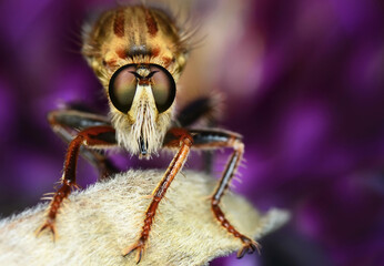 A robber fly hunting and eating an insect. Wild nature in the garden. Asilidae. Asilus...