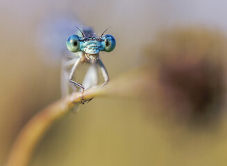 a dragonfly sitting on the dry grass with a cute face