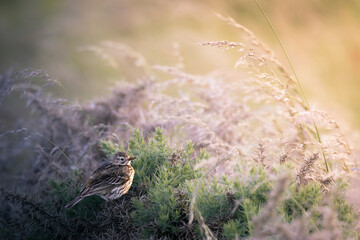 Meadow Pipit in sunset on prickly bush in Aberdeen