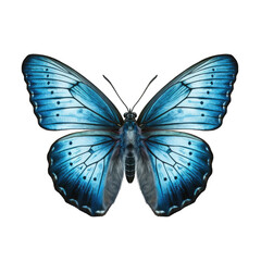 butterfly and its silhouette on transparent background