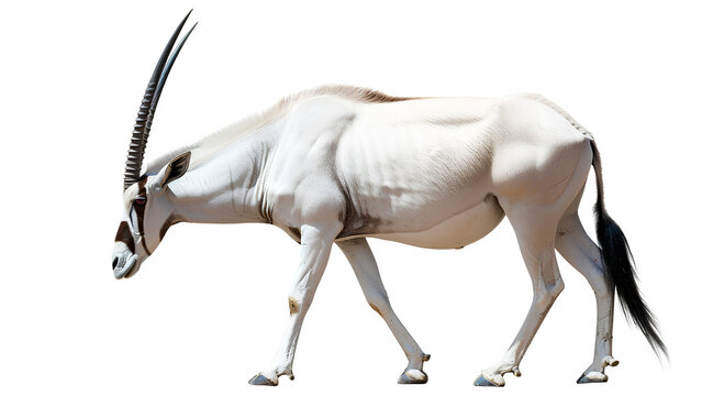 Arabian oryx on transparent background