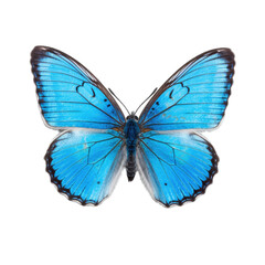 Fototapeta premium butterfly and its silhouette on transparent background