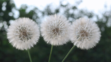 Three dandelions on a green natural blurred background. Freedom of desire. Abstract dandelion flower background. Seeds macro close-up. Nature background with dandelions. Fragility. Nature banner