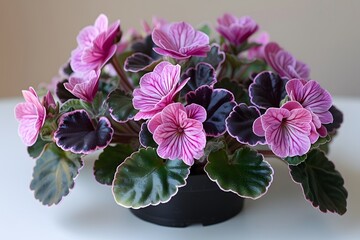 Beautiful Purple and Pink Potted Flowers - Elegant Indoor Plant for Home Decor and Gardening Enthusiasts