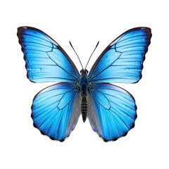 Fototapeta premium butterfly and its silhouette on transparent background