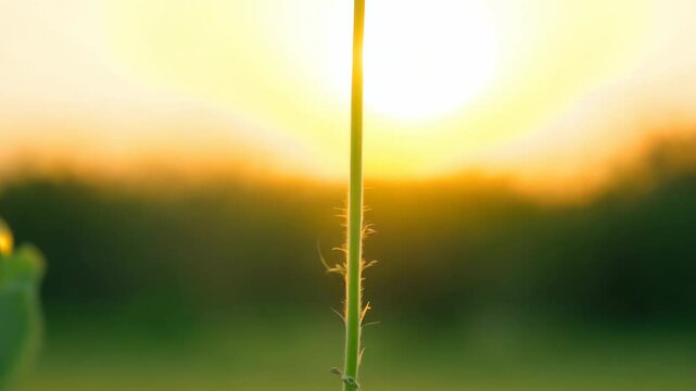 Plant sprouting from soil growing towards the sky at sunrise
