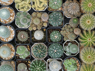 Several species of cactus in a pots. Top view