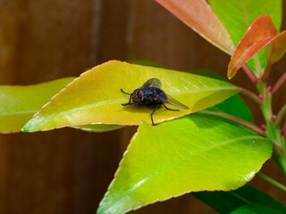 Detailed close-up macro of a shiny golden greenbottle fly sitting on a leaf. Domestic fly. close up compound eyes of fly on green background. Fly on a leaf macro. Rear view.
