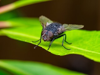 Detailed close-up macro of a shiny golden greenbottle fly sitting on a leaf. Domestic fly. close up compound eyes of fly on green background. Fly on a leaf macro. Rear view.