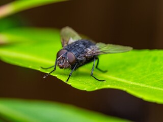 Detailed close-up macro of a shiny golden greenbottle fly sitting on a leaf. Domestic fly. close up compound eyes of fly on green background. Fly on a leaf macro. Rear view.