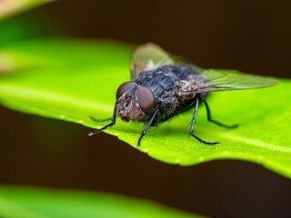 Detailed close-up macro of a shiny golden greenbottle fly sitting on a leaf. Domestic fly. close up compound eyes of fly on green background. Fly on a leaf macro. Rear view.