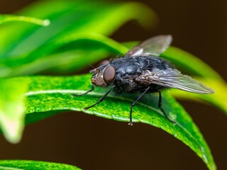 Detailed close-up macro of a shiny golden greenbottle fly sitting on a leaf. Domestic fly. close up compound eyes of fly on green background. Fly on a leaf macro. Rear view.
