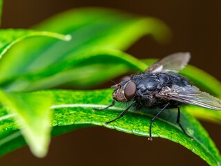 Detailed close-up macro of a shiny golden greenbottle fly sitting on a leaf. Domestic fly. close up...