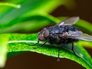 Detailed close-up macro of a shiny golden greenbottle fly sitting on a leaf. Domestic fly. close up compound eyes of fly on green background. Fly on a leaf macro. Rear view.