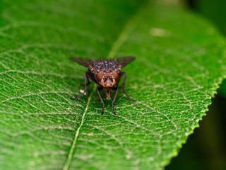 Detailed close-up macro of a shiny golden greenbottle fly sitting on a leaf. Domestic fly. close up compound eyes of fly on green background. Fly on a leaf macro. Rear view.