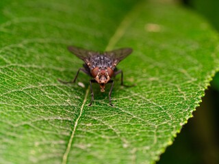 Detailed close-up macro of a shiny golden greenbottle fly sitting on a leaf. Domestic fly. close up compound eyes of fly on green background. Fly on a leaf macro. Rear view.