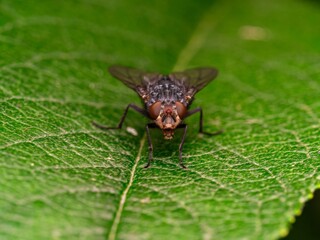 Detailed close-up macro of a shiny golden greenbottle fly sitting on a leaf. Domestic fly. close up compound eyes of fly on green background. Fly on a leaf macro. Rear view.