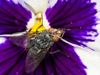 Detailed close-up macro of a shiny golden greenbottle fly sitting on a leaf. Domestic fly. close up...
