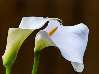 A gorgeous white calla lily sways gently in the summer breeze